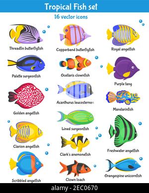 Icônes exotiques de poissons tropicaux avec des espèces de poissons isolées à plat illustration vectorielle Illustration de Vecteur