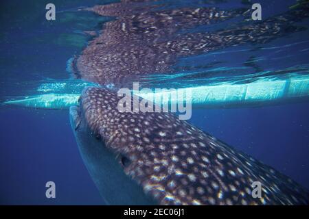 Requin baleine et bateau photo sous-marine. Tête de requin-baleine à proximité de la surface de la mer. Énorme animal océanique. Le plus grand requin de l'environnement naturel. Plongée en apnée Banque D'Images