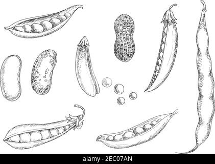 Arachides fraîches nutritives en coquille, gousses ouvertes et fermées de pois doux, de rein et de pinto avec grains séchés. Croquis des icônes de légumineuses pour l'agriculture Illustration de Vecteur