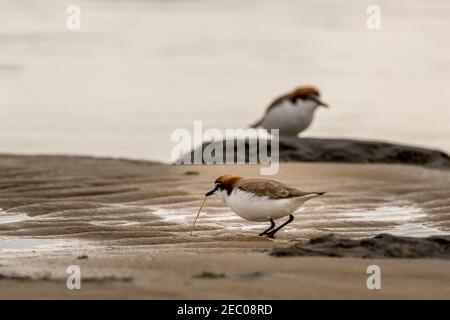 Pluvier à capuchon rouge se nourrissant de ver dans les shlows à Nairns Mandurah Australie occidentale Banque D'Images