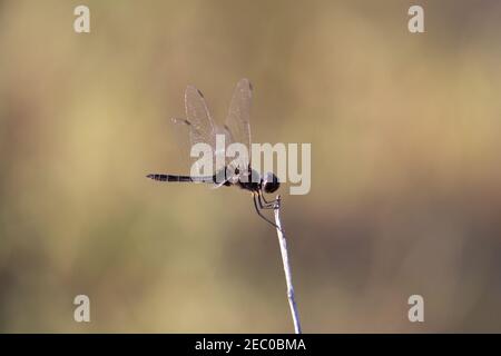 dragonfly sur un bâton avec un fond brun moucheté naturel Banque D'Images