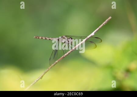 libellule assise sur une branche avec fond vert naturel Banque D'Images