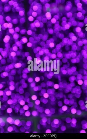 Bokeh dégradé rose et violet pour arrière-plan abstrait Banque D'Images