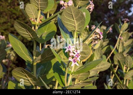 Calotropis, plante de lamokadventices avec inflorescence . Fleurs violettes fleuries de calotropis gigantesque. Banque D'Images