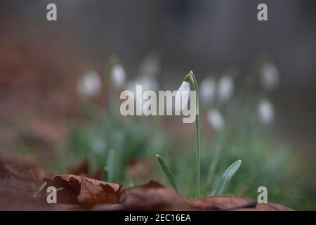 Goutte de neige commune, Galanthus nivalis, hiver à oxfordshire Banque D'Images