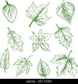 Feuilles d'arbre vert esquissées d'érable et de chêne, de bouleau et d'orme dans un style de gravure rétro. Nature et thèmes saisonniers Illustration de Vecteur