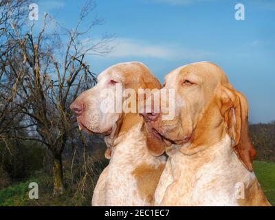 Portrait en gros plan de deux chiens italiens Bracco à l'extérieur dans un champ Banque D'Images
