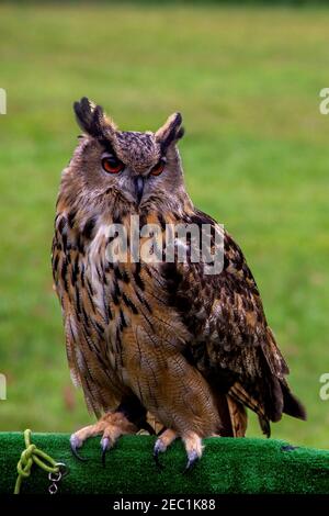 Un portrait en gros plan d'un hibou eurasien assis sur un stand en bois recouvert de fausse herbe lors d'un spectacle d'oiseaux. L'oiseau de prédateur nocturne est à la recherche Banque D'Images