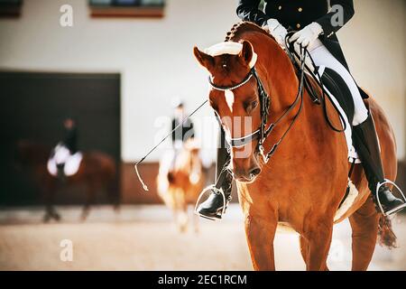 Un beau cheval de sorrel avec un cavalier dans la selle marche sur une arène de sable, et dans les concurrents de fond dans les compétitions équestres, illuminé Banque D'Images