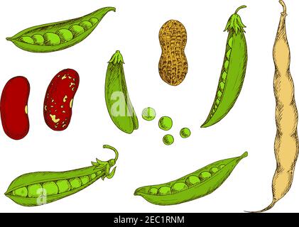 Cacahuètes grillées en coquille, gousses fraîches de pois doux et haricots communs avec grains tachetés verts et rouges. Légumes et légumineuses en santé esquisses colorées Illustration de Vecteur