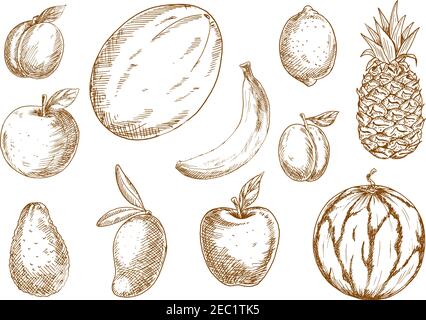 Sélection de pommes, de banane et de citron, de prune, de mangue, d'ananas et de melon, d'abricot et d'avocat, de pastèque. Agriculture ha Illustration de Vecteur