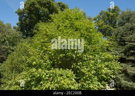 Feuillages de fin d'été d'un noyer commun, perse ou anglais (Juglans regia) qui pousse dans un jardin des bois dans le West Rural Sussex, Angleterre, Royaume-Uni Banque D'Images