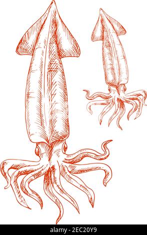 Icône d'esquisse isolée de calamar rouge océan Atlantique. Dessin de gravure vintage d'animaux marins pour restaurant de fruits de mer ou mascotte d'aquarium, imprimé t-shirt ou Illustration de Vecteur