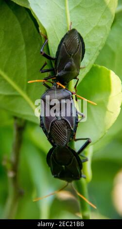 Bugs bronze-orange, Musgraveia sulciventris, insectes de couleur foncée qui sucent la sève qui attaquent les agrumes. Queensland, Australie. Banque D'Images