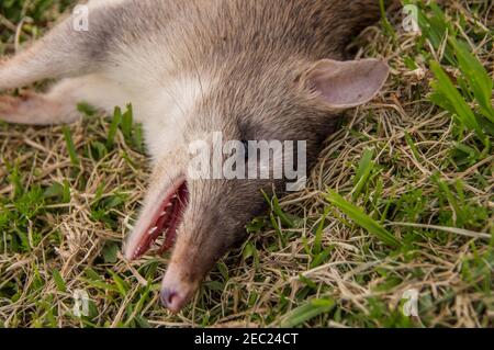 Perameles nasuta, tête de Bandicoot à long nez, tuée par un prédateur (aigle, renard, hibou) trouvé sur Tamborine Mountain, Queensland, Australie. Banque D'Images