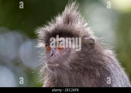 Silvery lutung (Trachypithecus cristatus (selangorensis ou cristatus). Les langours argentés sont des herbivores arboricoles, diurnes et vivant dans les forêts côtières. Banque D'Images