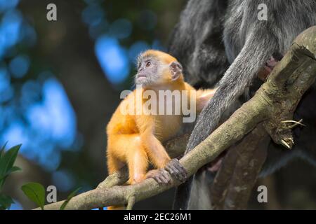 Bébé lutung argenté (Trachypithecus cristatus (selangorensis ou cristatus). Les bébés naissent avec une fourrure d'orange vif et des mains, des visages et des pieds blancs. Banque D'Images