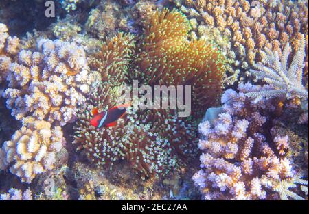 Paysage sous-marin avec poissons tropicaux. Poisson-clownfish en actinia. Photo sous-marine tropicale de bord de mer. Récif de corail et anemonefish. Poissons de mer et coraux. ONU Banque D'Images