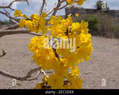 Trompette des Caraïbes, Tabebuia aurea Banque D'Images