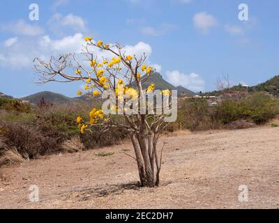 Tabebuia aurea, trompette des Caraïbes. Banque D'Images