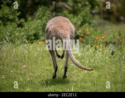 Vue arrière du wallaby à col rouge (Macropus rufogriseus), le wallaby de Bennett, laissant sa place de cachette et de saut. Queensland Australie. Banque D'Images