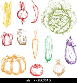 Légumes mûrs d'automne icônes de dessin de couleur pour la conception agricole biologique avec la citrouille d'orange et la carotte, le maïs doux, le poivron et la betterave, la tomate et Illustration de Vecteur