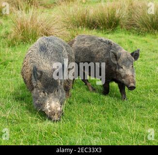 Sanglier, sus scrofa, homme avec sow Banque D'Images