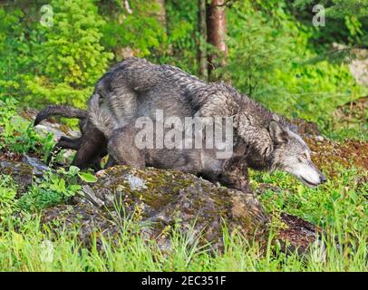 Loup gris, Canis lupus, pup. Un chiot de loup gris apprend à péter des proies. Banque D'Images
