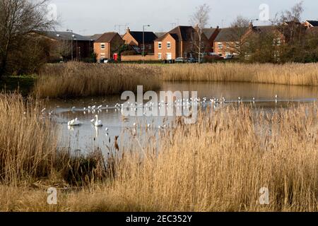 Piscine de la ferme Gog Brook en hiver, Chase Meadow, Warwick, Warwickshire, Royaume-Uni Banque D'Images