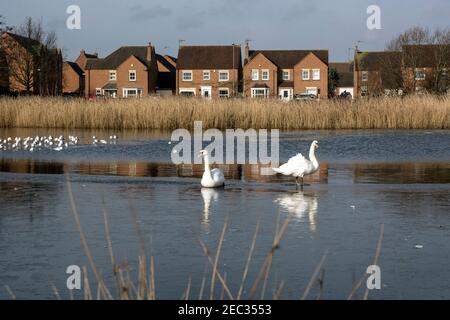 Piscine de la ferme Gog Brook en hiver, Chase Meadow, Warwick, Warwickshire, Royaume-Uni Banque D'Images