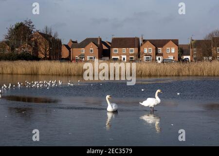 Piscine de la ferme Gog Brook en hiver, Chase Meadow, Warwick, Warwickshire, Royaume-Uni Banque D'Images