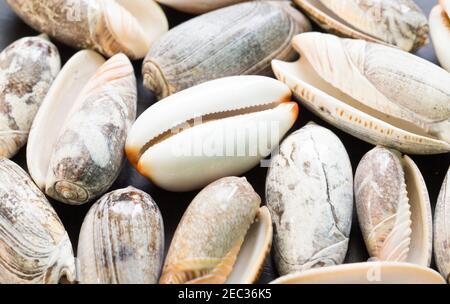 Texture photo blanche de la coquille de cowrie. Fonds de mouillage plat. Coquillage bleu pâle avec ornement gris. Gros plan sur le coquillage blanc. Souvenirs de vacances d'été. Banque D'Images