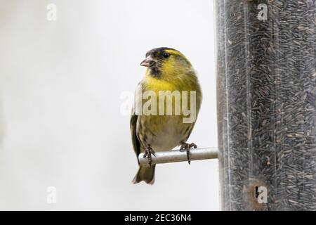 Siskin eurasien, Spinus spinus, mâle adulte se nourrissant de graines dans un mangeoire à oiseaux, Norfolk, Angleterre, Royaume-Uni Banque D'Images