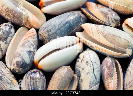 Fond de coquillages. Capot des coquilles de cowrie et d'olive. Modèle de bannière Sea shells. Découverte des îles tropicales. Île exotique texture de plage. WA Banque D'Images