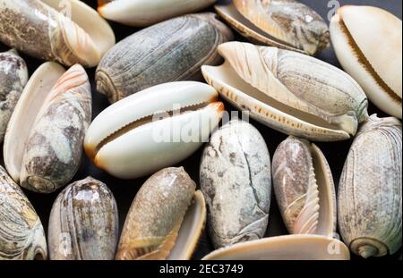 Texture photo blanche de la coquille de cowrie. Arrière-plan marin plat. Coquillage bleu pâle avec ornement gris. Gros plan sur le coquillage blanc. Souvenirs de vacances d'été. E Banque D'Images