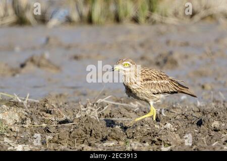 Curade en pierre ou curade en pierre eurasienne, Burhinus oedicnemus, adulte marchant sur une végétation courte, Majorque, Iles Baléares, Espagne Banque D'Images