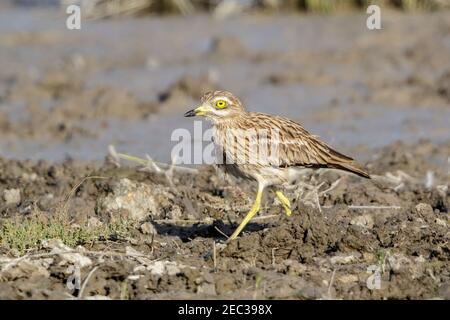 Curade en pierre ou curade en pierre eurasienne, Burhinus oedicnemus, adulte marchant sur une végétation courte, Majorque, Iles Baléares, Espagne Banque D'Images