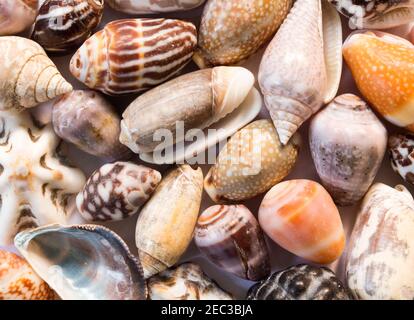 Divers coquillages arrière-plan. Petites coquilles gros plan. Modèle de bannière Sea Shell. Île tropicale découverte de bord de mer. Île exotique texture de plage. Chaud se Banque D'Images