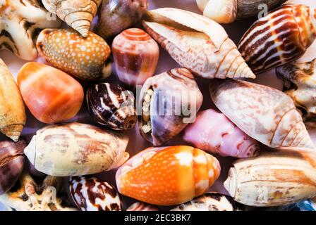 Fond de coquillages multicolores. Petites coquilles gros plan. Modèle de bannière Sea Shell. Île tropicale découverte de bord de mer. Île exotique texture de plage. WA Banque D'Images