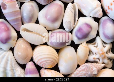 Fond de coquillages blanc pastel. Petites coquilles gros plan. Modèle de bannière Sea Shell. Île tropicale découverte de bord de mer. Île exotique texture de plage. WA Banque D'Images