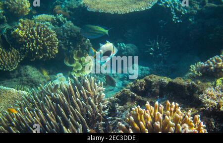 Triggerfish coloré dans le récif de corail. Photo sous-marine des habitants de la mer tropicale. Récif de corail animal. Nature chaude de la mer. Poissons de mer et coraux colorés. Banque D'Images