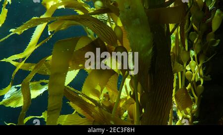 Les rayons de lumière filtrent dans une forêt de Kelp géants. Macrocystis pyrifera. Plongée, aquarium et concept marin. En gros plan sous l'eau des algues qui se balancent partent Banque D'Images