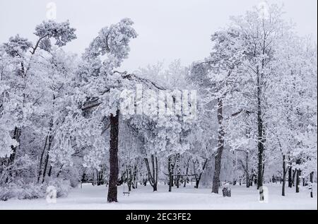 Leipzig, Allemagne. 13 février 2021. Les arbres du Wachberg sont couverts de givre. Le week-end de Saxe reste venteux. Credit: Jan Woitas/dpa-Zentralbild/dpa/Alay Live News Banque D'Images