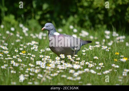 Oiseau - Pigeon marchant autour D'UN jardin parmi quelques pâquerettes - famille des Asteraceae - Yorkshire - Royaume-Uni Banque D'Images