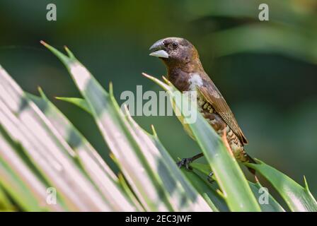 Bronze Munia - Lonchura cucullata, beau petit oiseau perching des jardins africains et des buissons, Zanzibar, Tanzanie. Banque D'Images