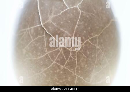Texture de la coquille d'œuf craquelée. Crack photo de coquille d'œuf de couleur rose. Macrophotographie abstraite de l'œuf brisé. Texture de la coque teintée avec fissures. Problème de santé co Banque D'Images