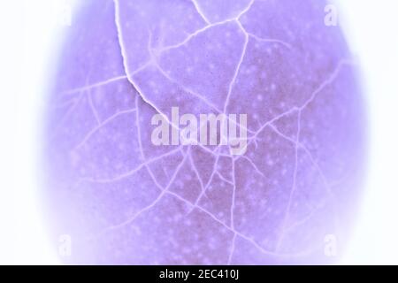 Texture de la coquille d'œuf craquelée. Crack photo violet coquille d'œuf. Macrophotographie abstraite de l'œuf brisé. Texture de la coque teintée avec fissures. Reproduction moi Banque D'Images