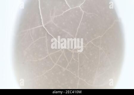 Texture de la coquille d'œuf craquelée. Photo de rétroéclairage de coquille d'œuf de crack. Macrophotographie abstraite de l'œuf brisé. Texture de la coque brisée avec fissure. Santé et reprodu Banque D'Images