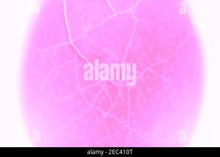 Texture de la coquille d'œuf craquelée. Crack photo de coquille d'œuf de couleur rose. Macrophotographie abstraite de l'œuf brisé. Texture de la coque teintée avec fissures. Santé et reprod Banque D'Images