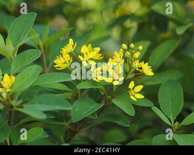 Petite fleur jaune Thryallis glauca, Galphimia, Gold douche moyenne arbuste l'inflorescence des fleurs jaunes foncées sera libérée à la fin de la branche tre Banque D'Images